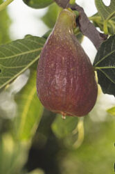 Goutte d’or de Carpentras