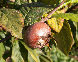 A gros fruits