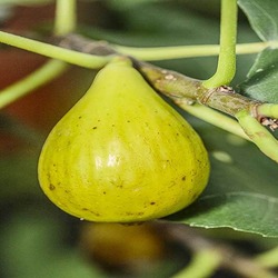 Goutte d&rsquo;or de Carpentras