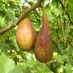 Longue d&rsquo;août