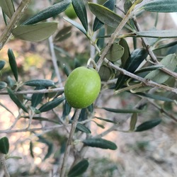 Grossane