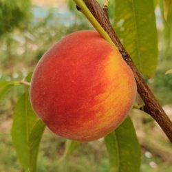 Roussane de juillet