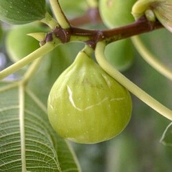 Sucrette