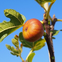 Madeleine des deux saisons