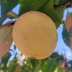 Pêche de vigne blanche