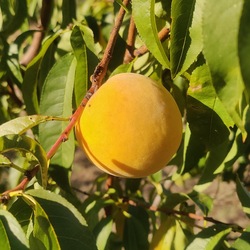 Pêche de vigne jaune