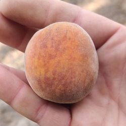Pêche marbrée